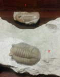 Asaphus bottnicus.