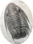 Phaetonellus sp.