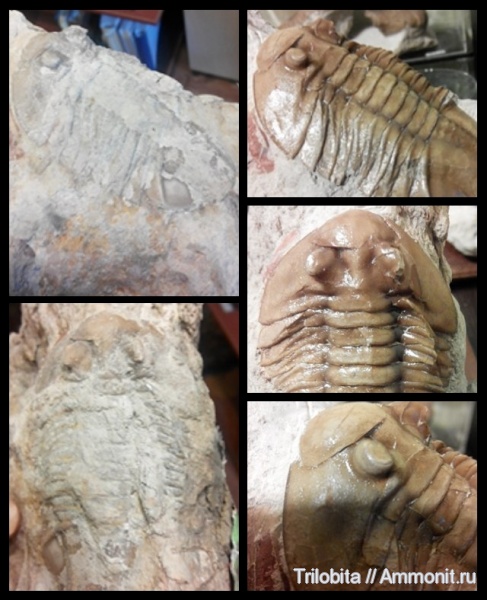 трилобиты, ордовик, Asaphus, Ленинградская область, Ordovician
