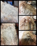 Asaphus sp.
