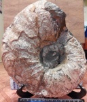 Parahoplites sp.