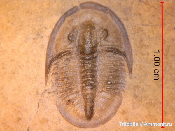 трилобиты, кембрий, США, Cambrian, Cedaria, Cedaria minor