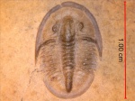 Cedaria minor
