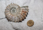 Аммонит Douvilleiceras sp