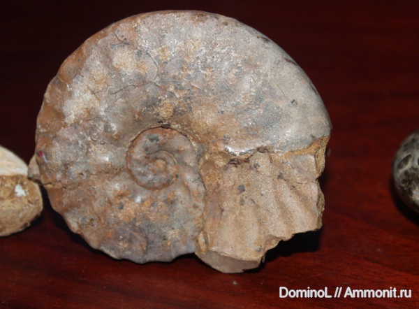 Dimorphoplites