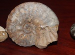 Аммонит Dimorphoplites sp.
