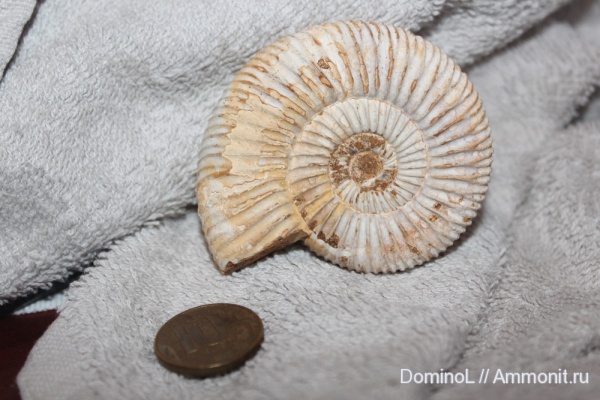 Perisphinctes