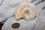 Аммонит perisphinctes