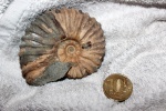 аммонит Acanthohoplites sp.