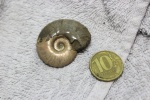 аммонит Zuercherella zuercheri