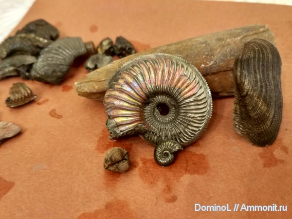 Amoeboceras alternoides