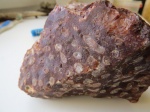 Rugosa из семейства Lithostrotionidae