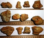 губки Rhizopoterion
