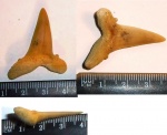 зуб Striatolamia macrota
