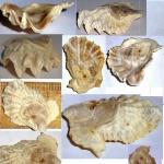 моллюск Lopha sp.