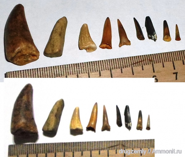 зубы, teeth