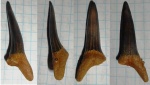зуб Striatolamia aff. striata