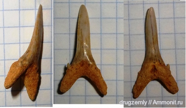 зубы, teeth