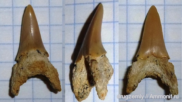 зубы, teeth
