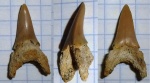 зуб Jaekelotodus sp.