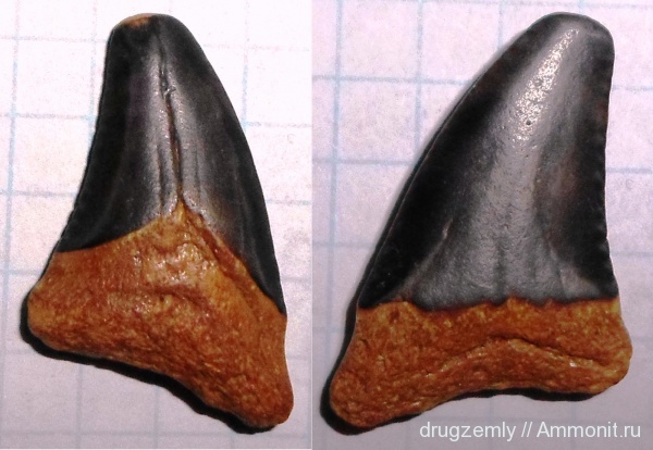 зубы, teeth