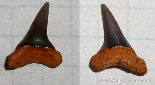 зубы, teeth