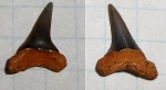 зуб- Carcharias sp.?