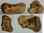 губка-Rhizopoterion
