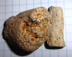 губки   Rhizopoterion