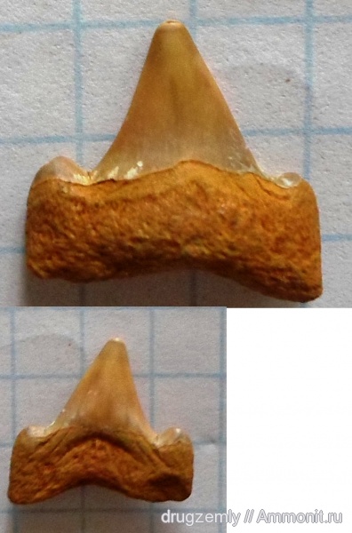 зубы, teeth