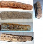 Зуб ската Myliobatidae