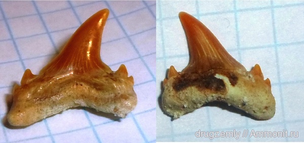зубы, teeth