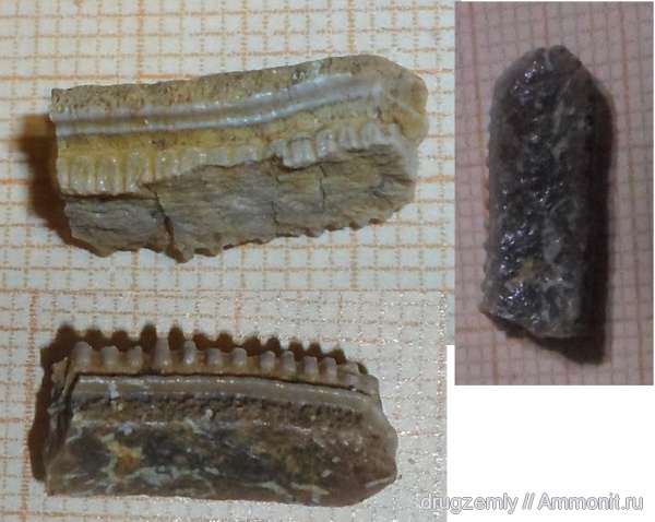 зубы, teeth