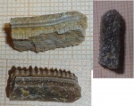 Фрагмент зуба ската Myliobatidae