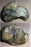 ядро Отряд Nautilida, семейство Hercoglossidae