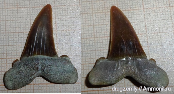 зубы акул, shark teeth