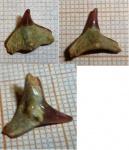 зуб на определение Squatina sp.?