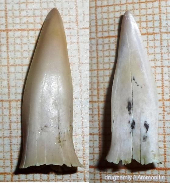 зубы, teeth