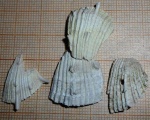 Spondylus?
