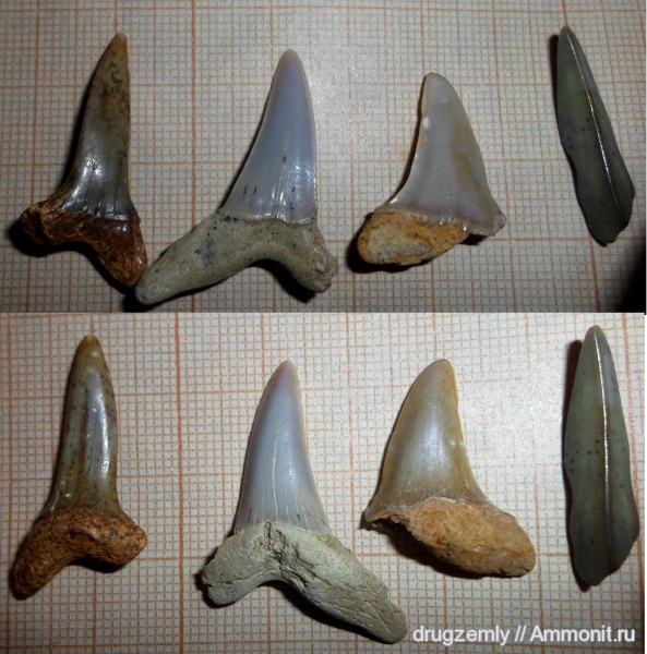 зубы, teeth