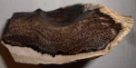 Palmoxylon sp.