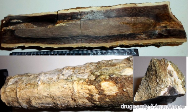 Palmoxylon, пальмы