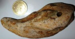 Edaphodon cf. bucklandi