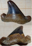 Otodus aff. minor