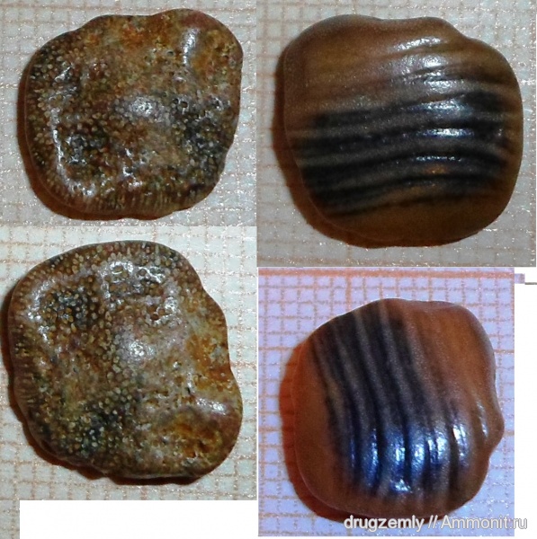 зубы, teeth