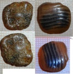 Фрагмент Зуба Ptychodus sp.