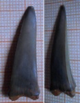 зуб на определение (Striatolamia?)