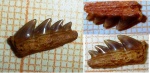 зуб акулы вида Notidanodon lanceolatus ?