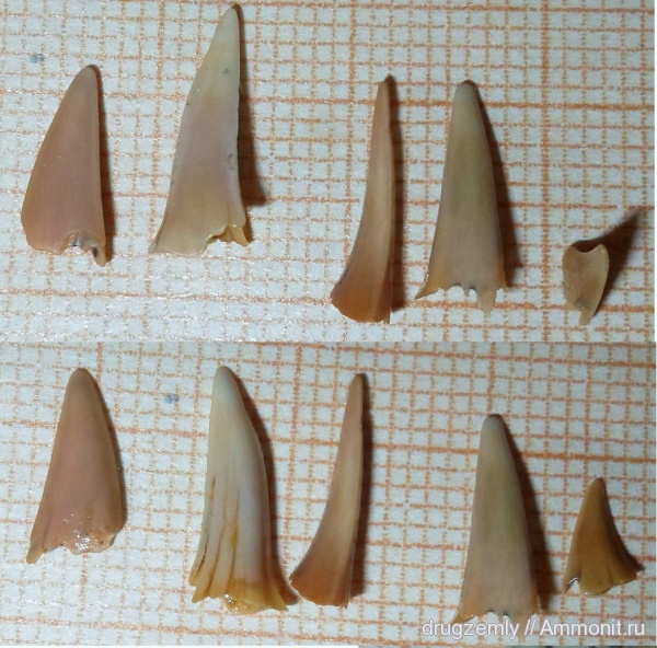 зубы, teeth