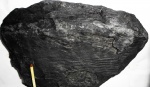 Calamites